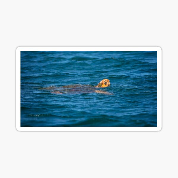 Sea Turtle - The deep Blue Sea Sticker