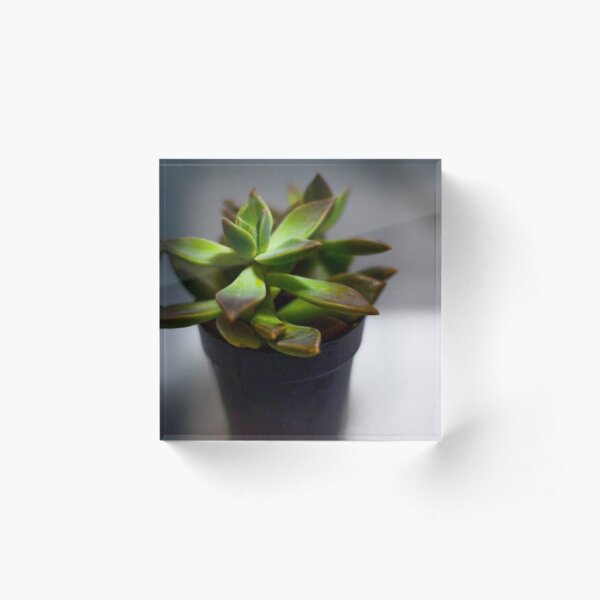 Item preview, Echeveria Succulents designed and sold by Asiantiger247.