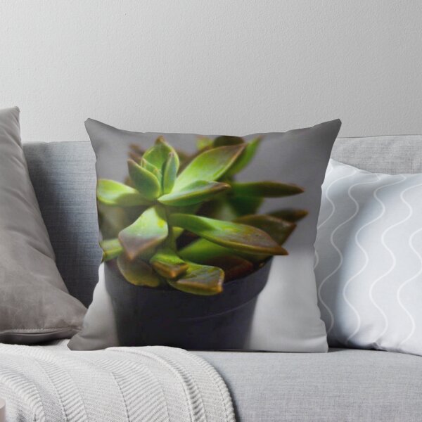Item preview, Echeveria Succulents designed and sold by Asiantiger247.