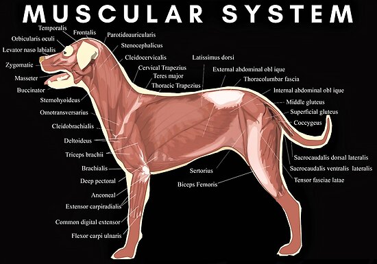 dog muscle