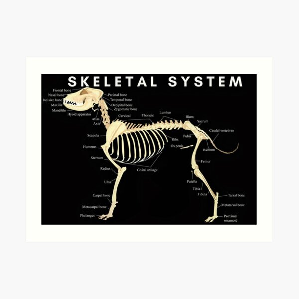 Canine skeletal system anatomy veterinary Art Print