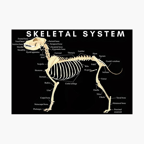 Skeletal Anatomy Merch & Gifts for Sale