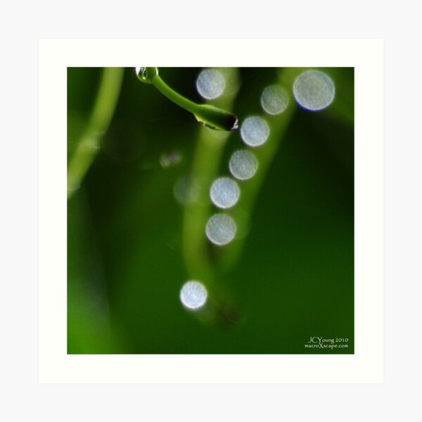 Morning Dew Art Print