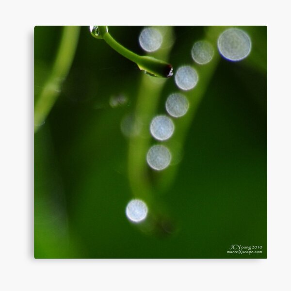Morning Dew Canvas Print