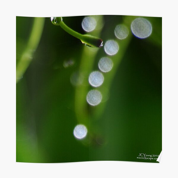 Morning Dew Poster