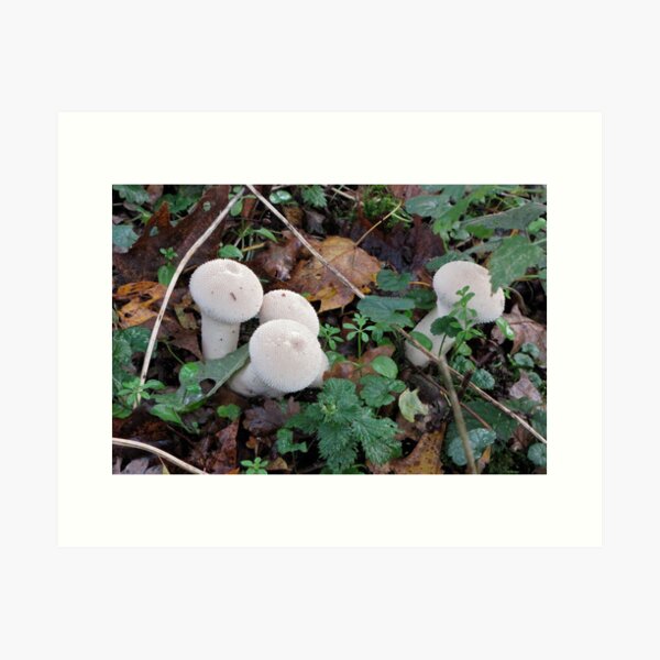 Item preview, Puffball designed and sold by John Thurgood.