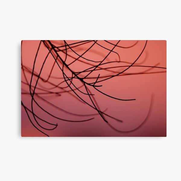 casuarina sunset 3 Canvas Print
