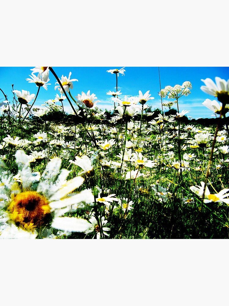 Daisy's Field by Briandamage