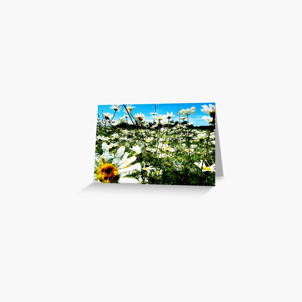Daisy's Field Greeting Card