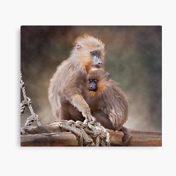 Safe Haven Metal Print