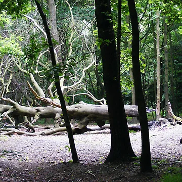 Artwork thumbnail, Creepy Trees by Rees Adams