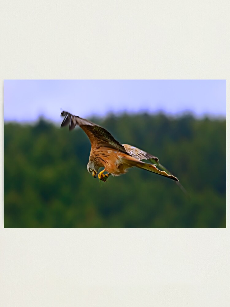Alternate view of On The Wing Photographic Print