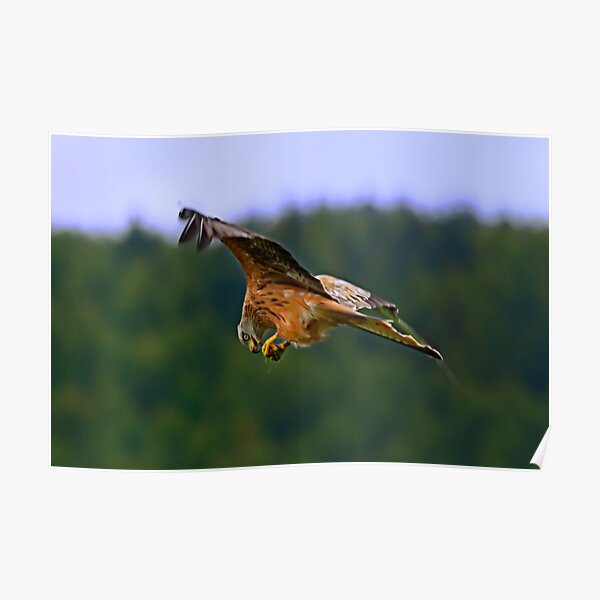 On The Wing Poster