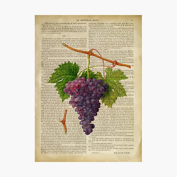 Botanical print, on old book page - Grapes Photographic Print