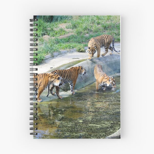 Item preview, Female Sumatran tiger and three cubs. designed and sold by Sheila Smith.