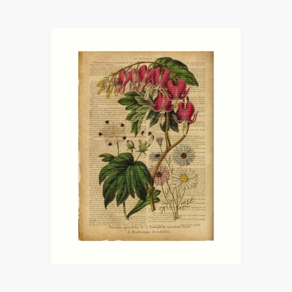 Botanical print, on old book page - flowers Art Print
