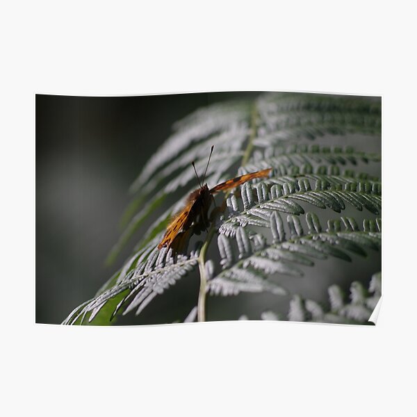 Comma Butterfly Poster