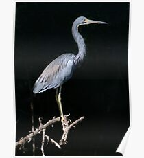 Tri-Colored Heron Poster
