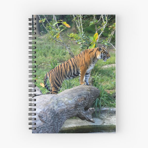 Item preview, Female Sumatran Tiger cub watches her brothers antics. designed and sold by Sheila Smith.