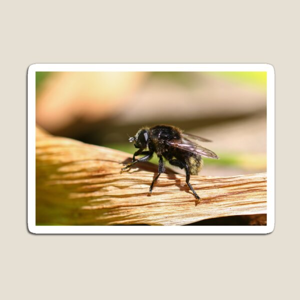 Item preview, Hoverfly designed and sold by GreyFeatherPhot.