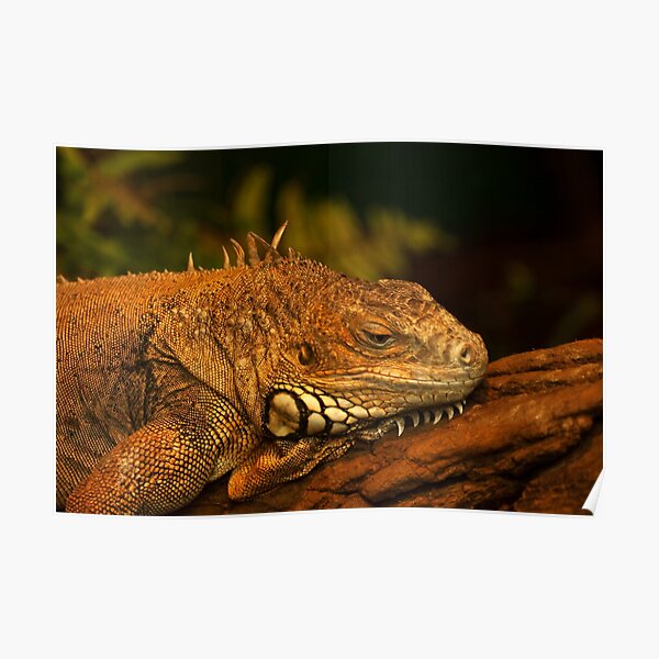 Green Iguana in deep thoughts Poster