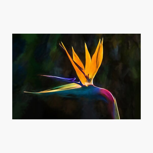 Bird of Paradise Flower (digital painting) Photographic Print