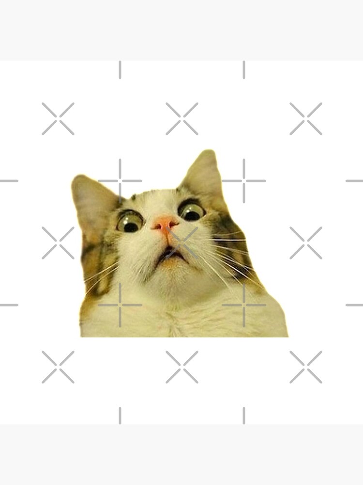 surprised cat meme by rainkid00