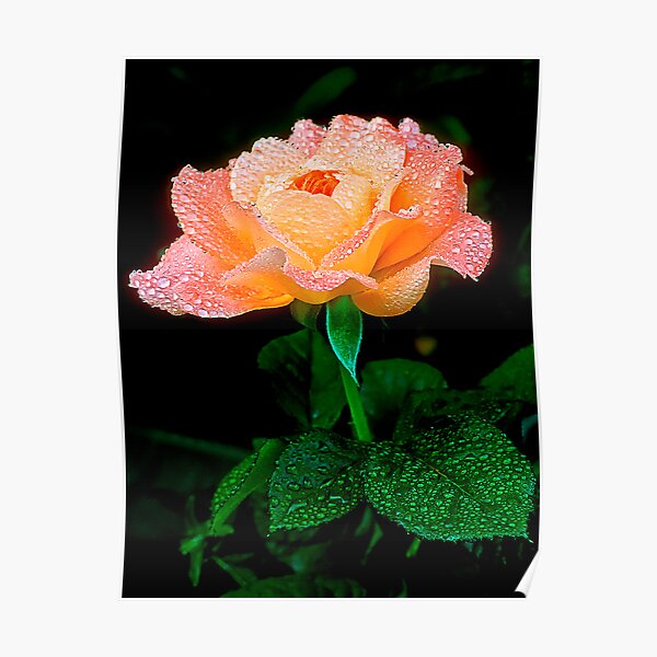 Candy Rose Poster