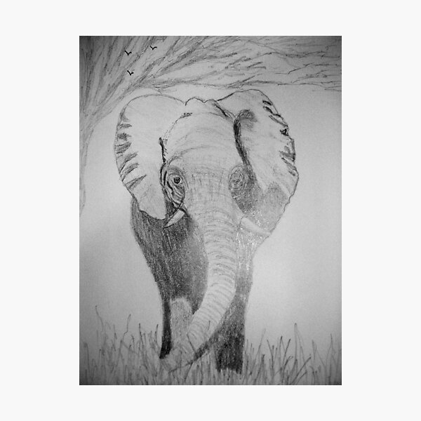 African Elephant Photographic Print
