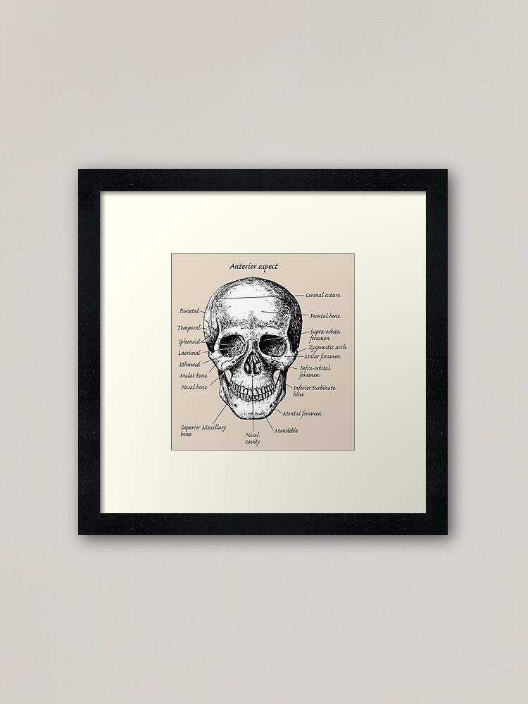 Human Skull and Bones available as Framed Prints, Photos, Wall Art