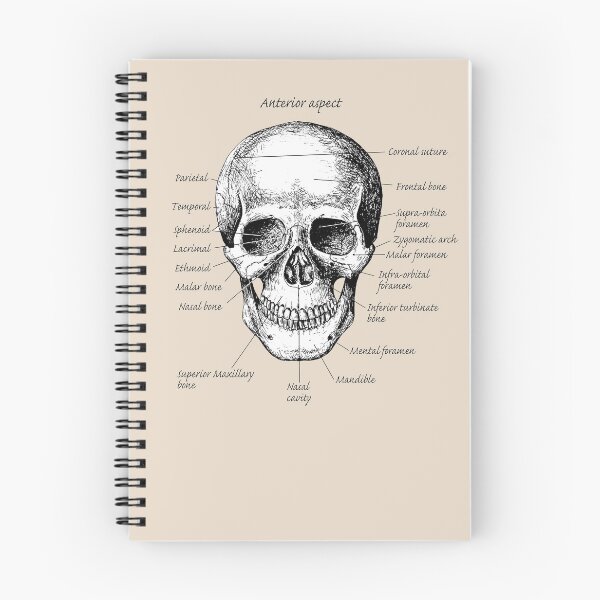 Item preview, The main bones of the human skull. designed and sold by Squirrox.