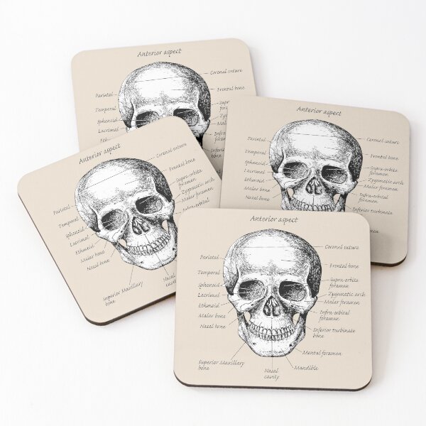 Item preview, The main bones of the human skull. designed and sold by Squirrox.