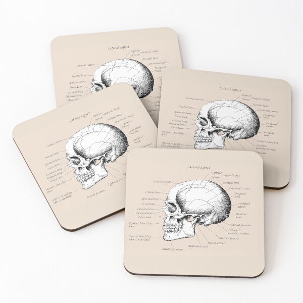 Item preview, The main bones of the human skull, side view. designed and sold by Squirrox.