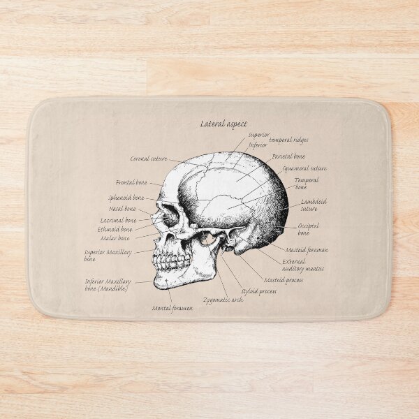 Item preview, The main bones of the human skull, side view. designed and sold by Squirrox.