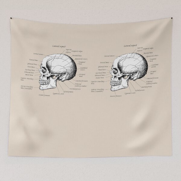 Item preview, The main bones of the human skull, side view. designed and sold by Squirrox.
