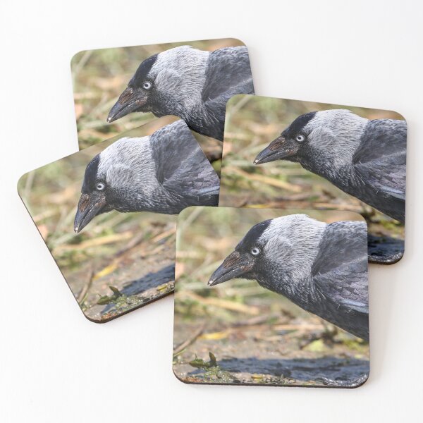 Item preview, Jackdaw designed and sold by GreyFeatherPhot.