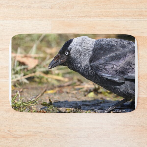 Item preview, Jackdaw designed and sold by GreyFeatherPhot.