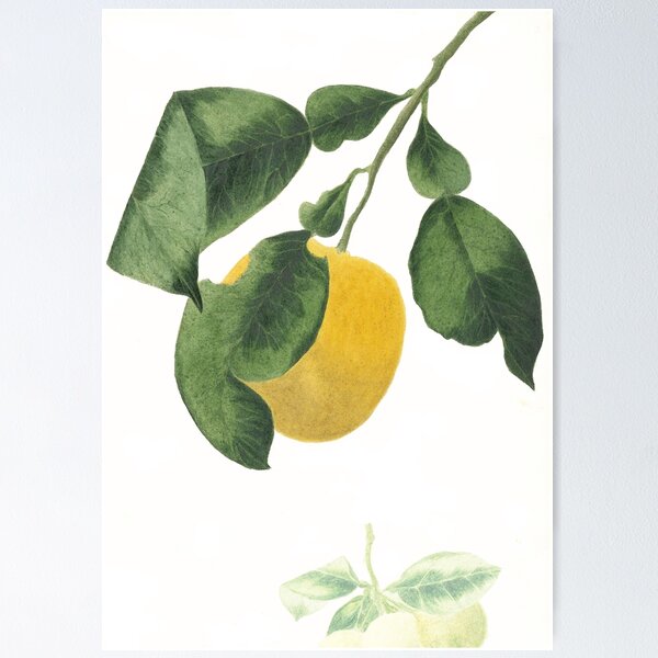 Aperçu de l'œuvre Aquarelle De Citron créée et vendue par anni103.
