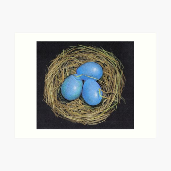 Bird Eggs In A Nest Blue Eggs Color Pencil On Black Art Print By Joyce Redbubble