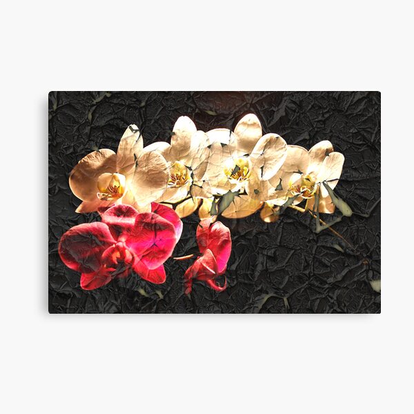 Orchids Canvas Print