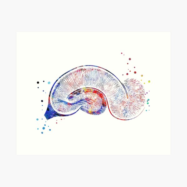 Item preview, Brain Pyramidal, Neurons, hippocampus designed and sold by Rosaliartbook.