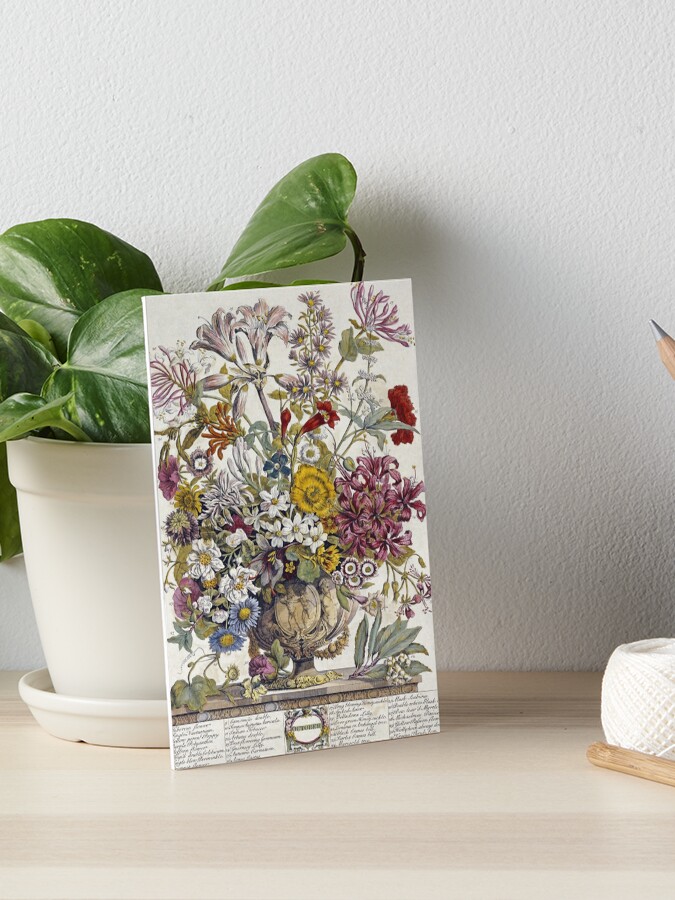 Robert Furber - Twelve Months Of Flowers