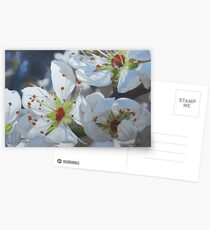 Blossoming Postcards