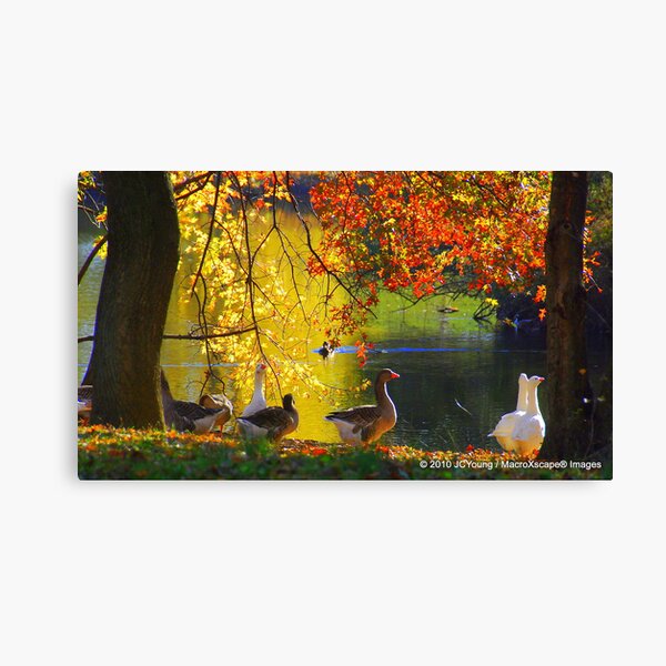 A Fall to Remember Canvas Print