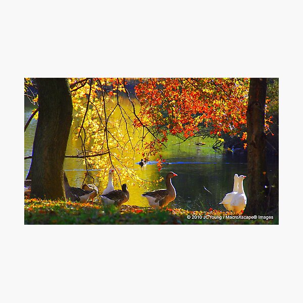 A Fall to Remember Photographic Print