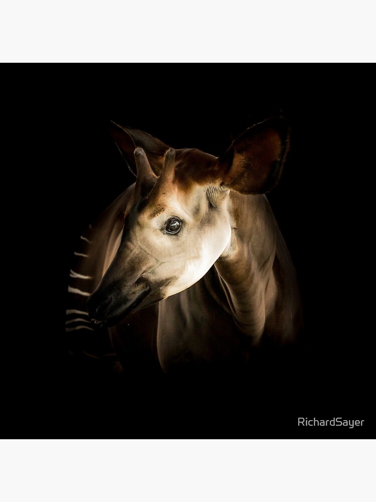 Forest Giraffe by RichardSayer