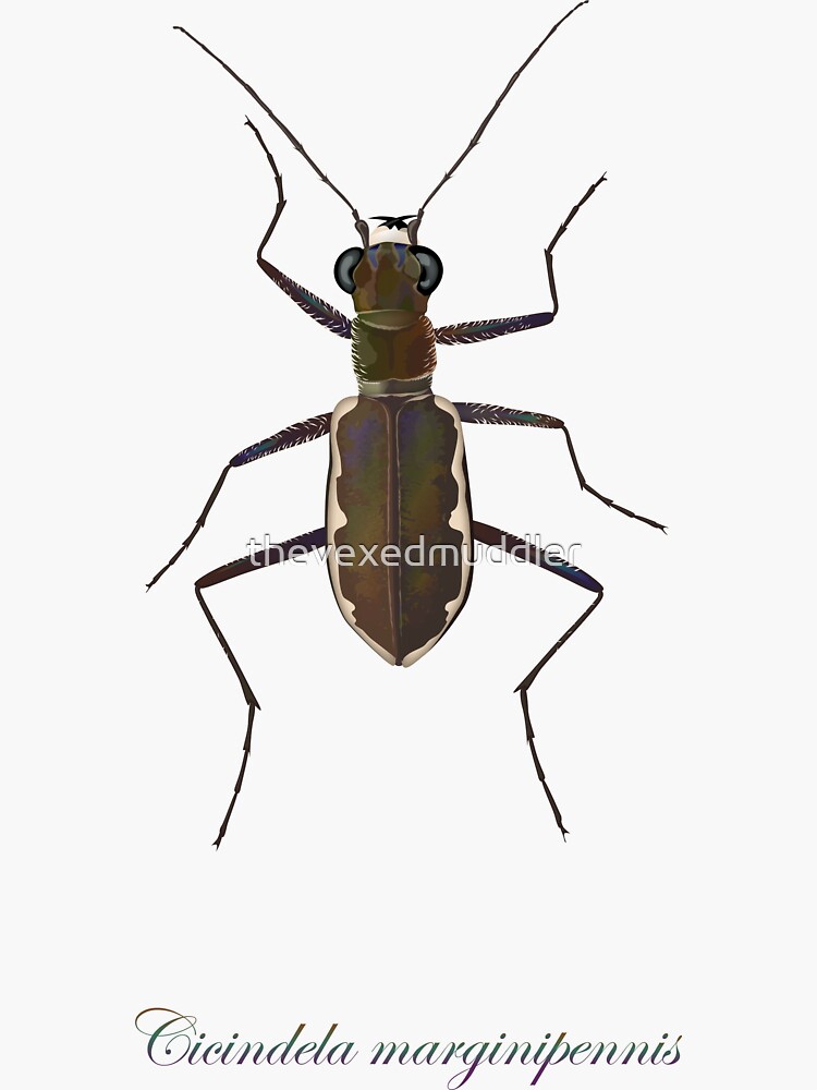 Cobblestone tiger beetle, Cicindela marginipennis by thevexedmuddler