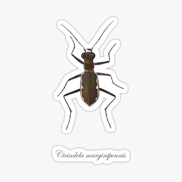 Cobblestone tiger beetle, Cicindela marginipennis Sticker