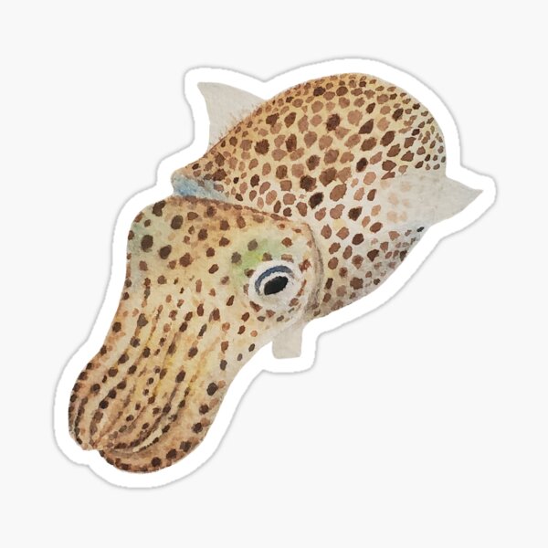 Hawaiian Bobtail Squid Watercolor Sticker