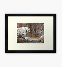 Playing in the water Framed Print